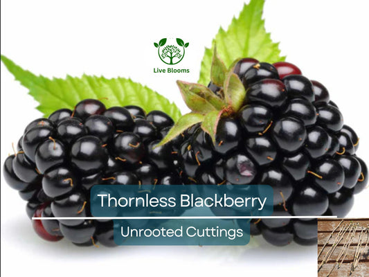 10 Organic Thornless Blackberry Cuttings 5-8" - Easy Grow Rubus fruticosus for Sweet Berries