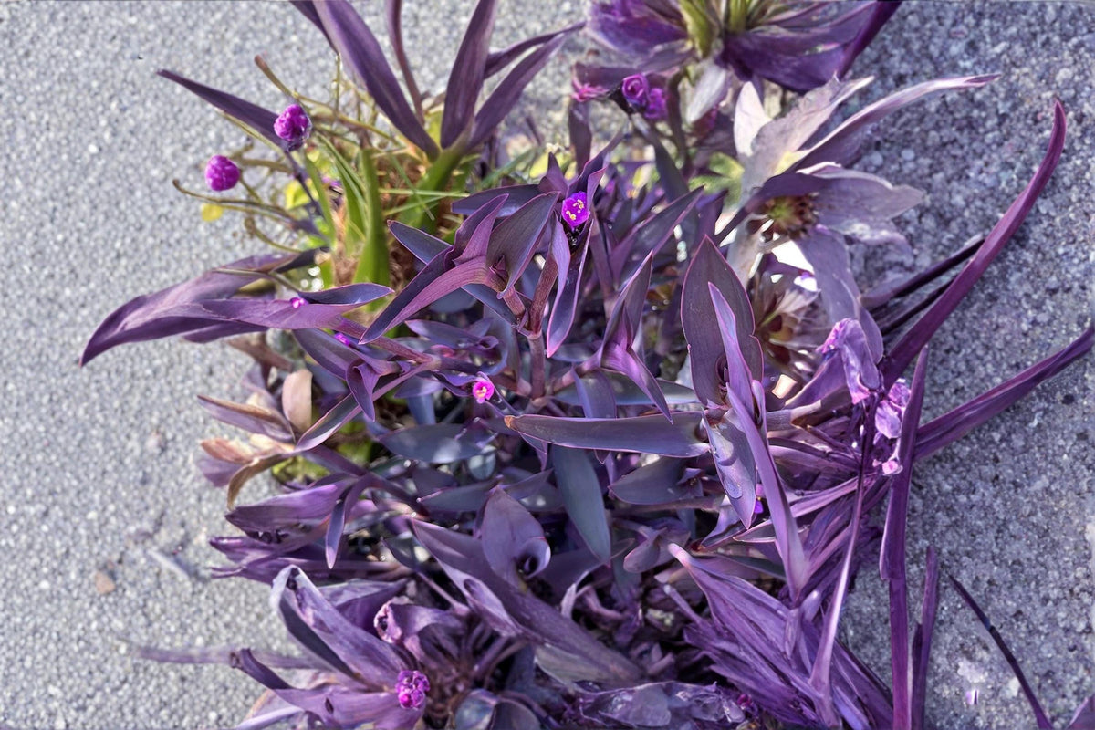 Purple Heart Cuttings - 10 Unrooted Tradescantia pallida for Propagation - Vibrant Purple Foliage, Trailing Groundcover Plant