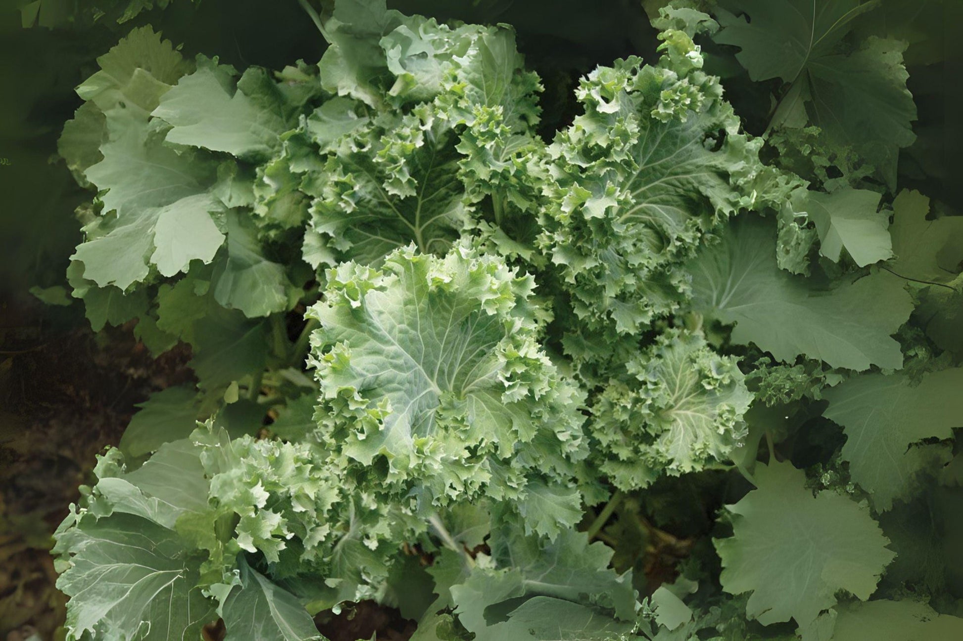Dwarf Siberian Kale Seeds – 250 Premium Brassica napus Heirloom Greens for Salads, Sautés, Smoothies, Cold-Hardy, Compact Plant