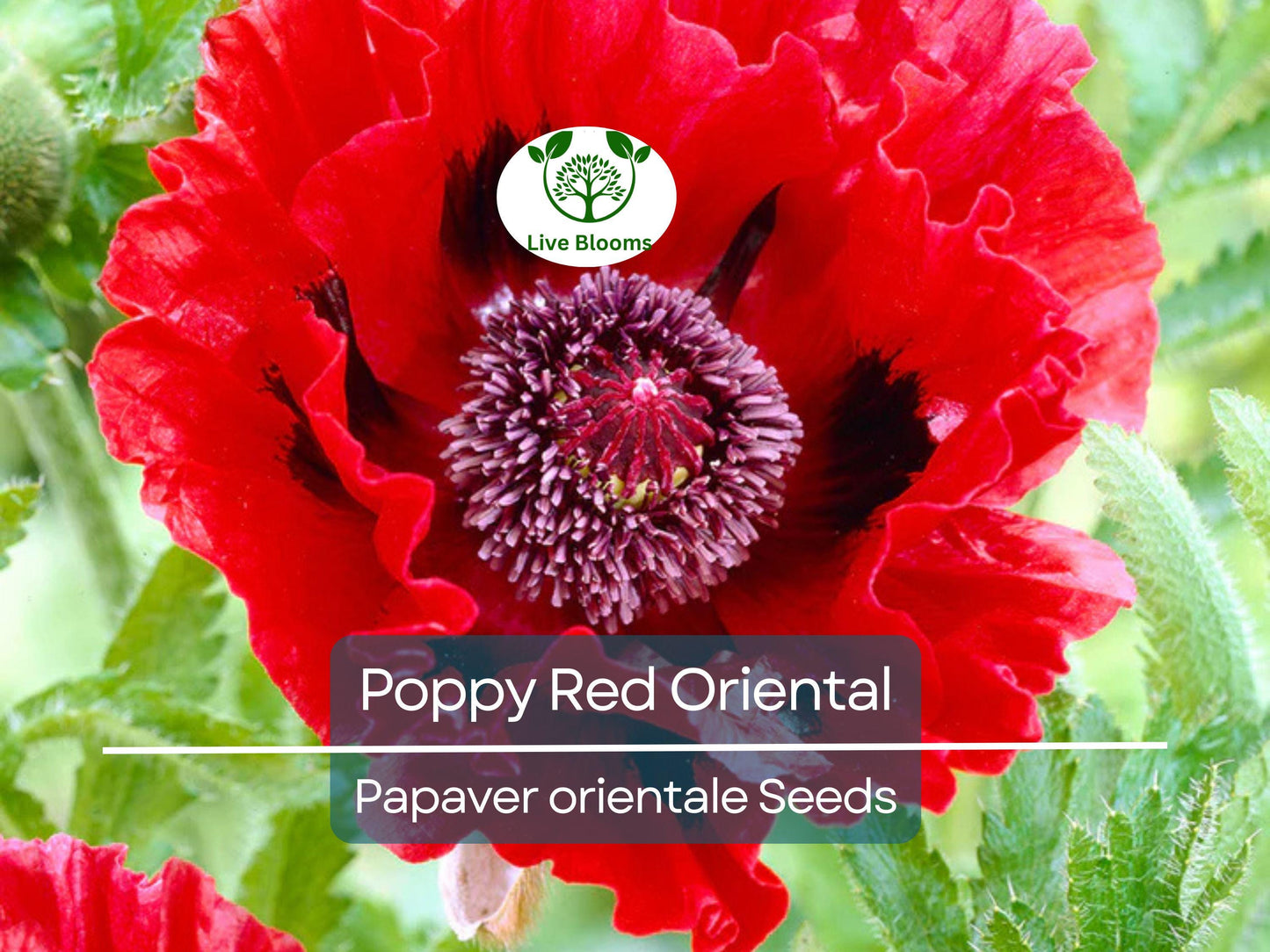 1000 Seeds Red Oriental Poppy Perennial - Large Scarlet Blooms, Non-GMO, Easy to Grow