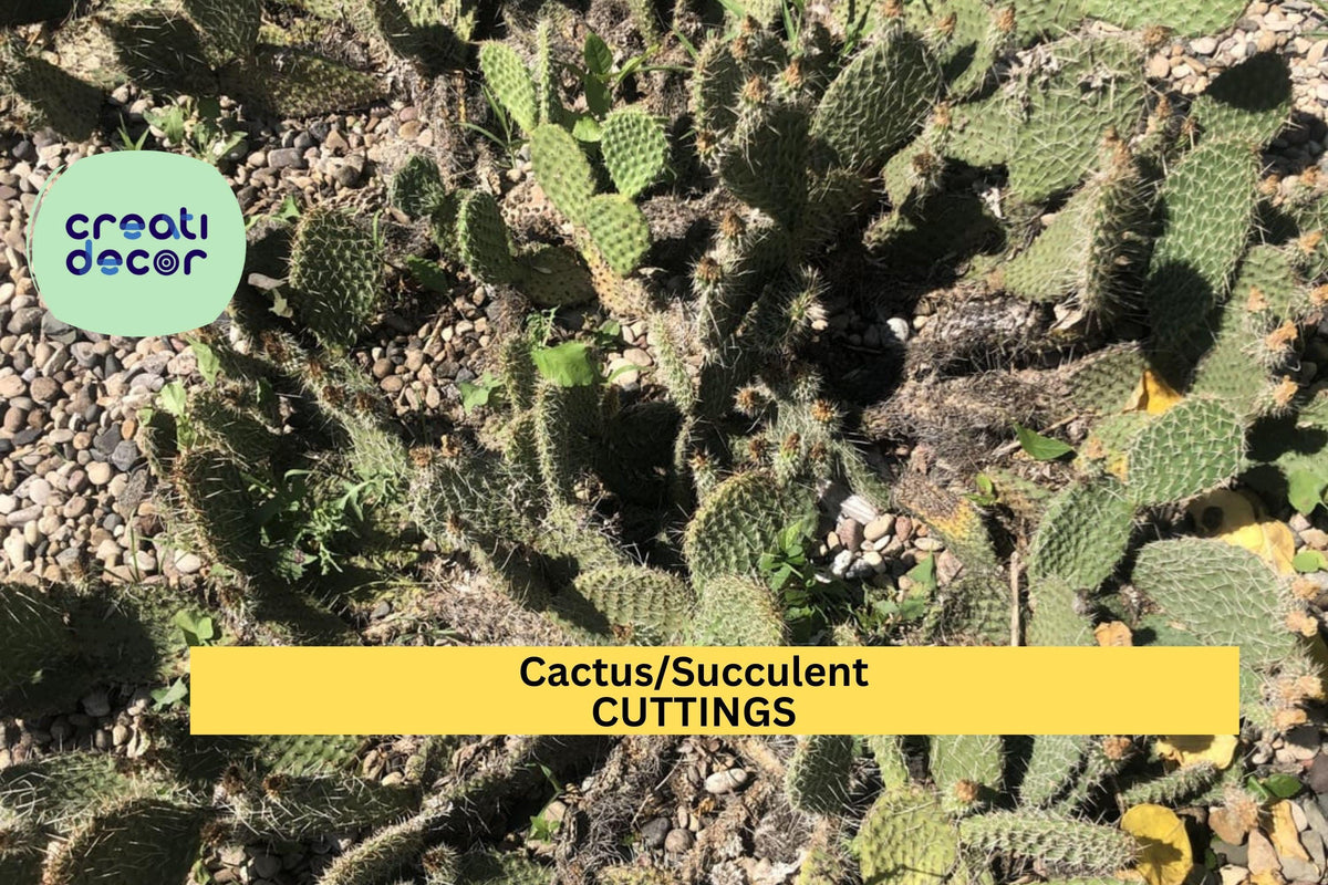 Assorted Succulent or Cactus Cutting | Easy to Propagate Indoor & Outdoor Plant