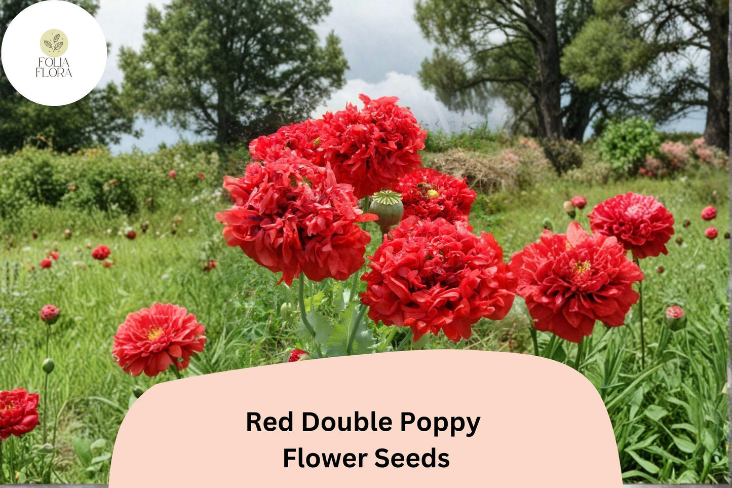 200+ Red Double Poppy Seeds – Bold Red Double Blooms, Easy to Grow Perennial Wildflower