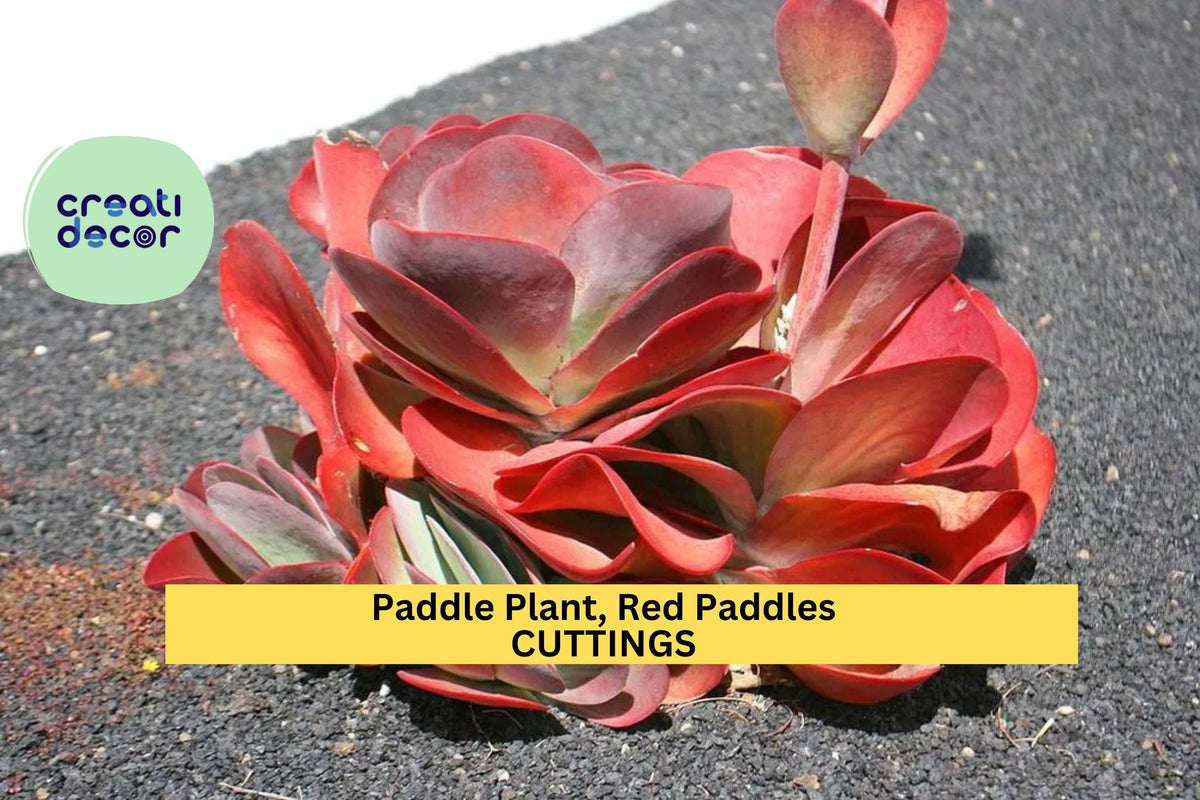 3 Rooted Paddle Plant Cuttings | Kalanchoe Thyrsiflora Succulent with Red Edges | Easy Care Houseplant