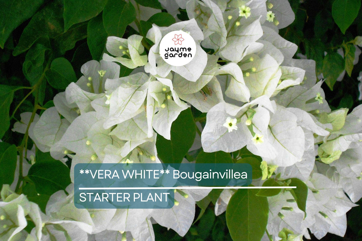 Vera White Bougainvillea Starter Plant Plug | Evergreen White Flowering Vine | Bougainvillea | USDA Zones 7+ | Live Plant