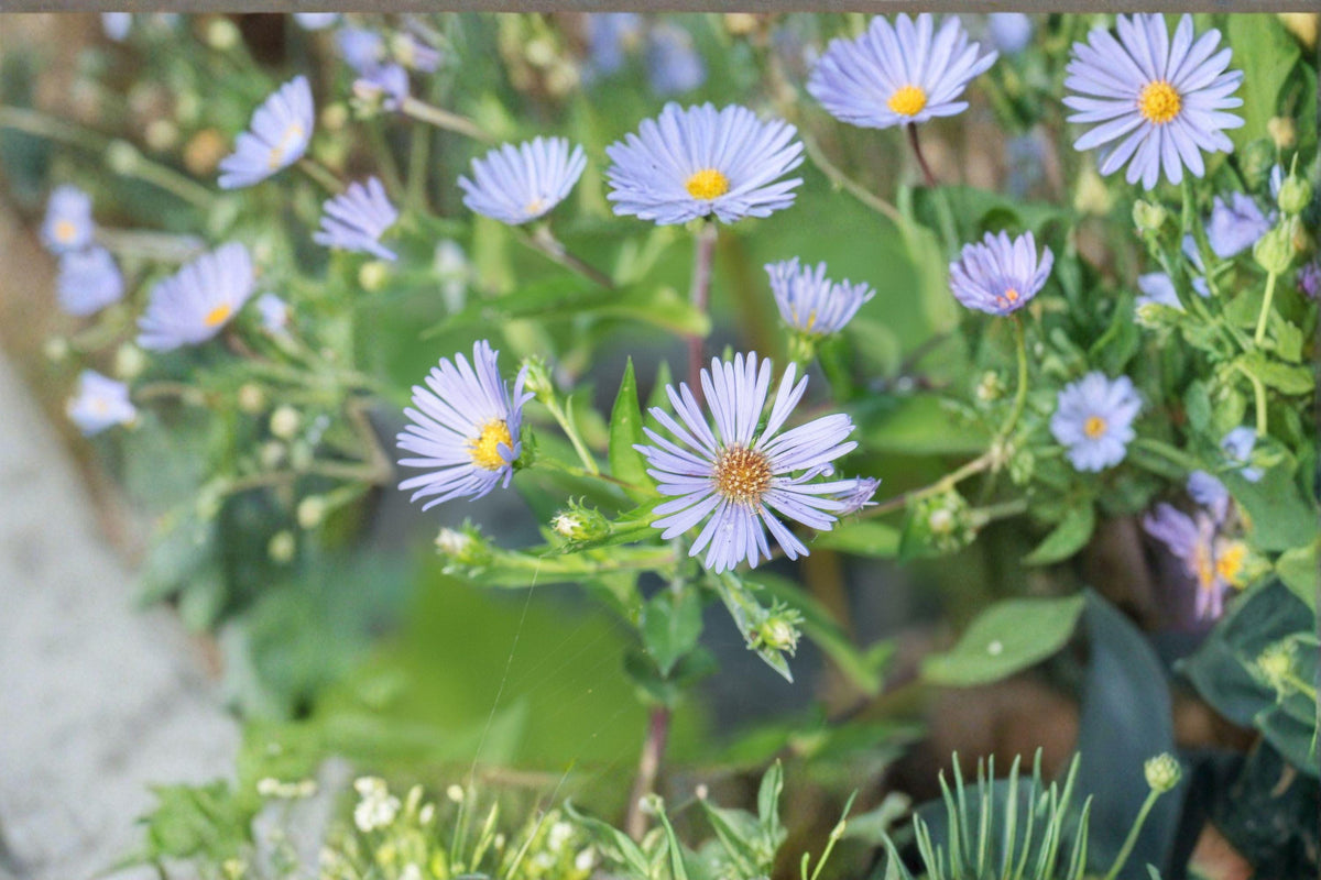Swamp Aster Seeds - 350 Native Perennial Wildflower Seeds, Lavender-Purple Blooms, Symphyotrichum Puniceum, Wetland Pollinator Plant