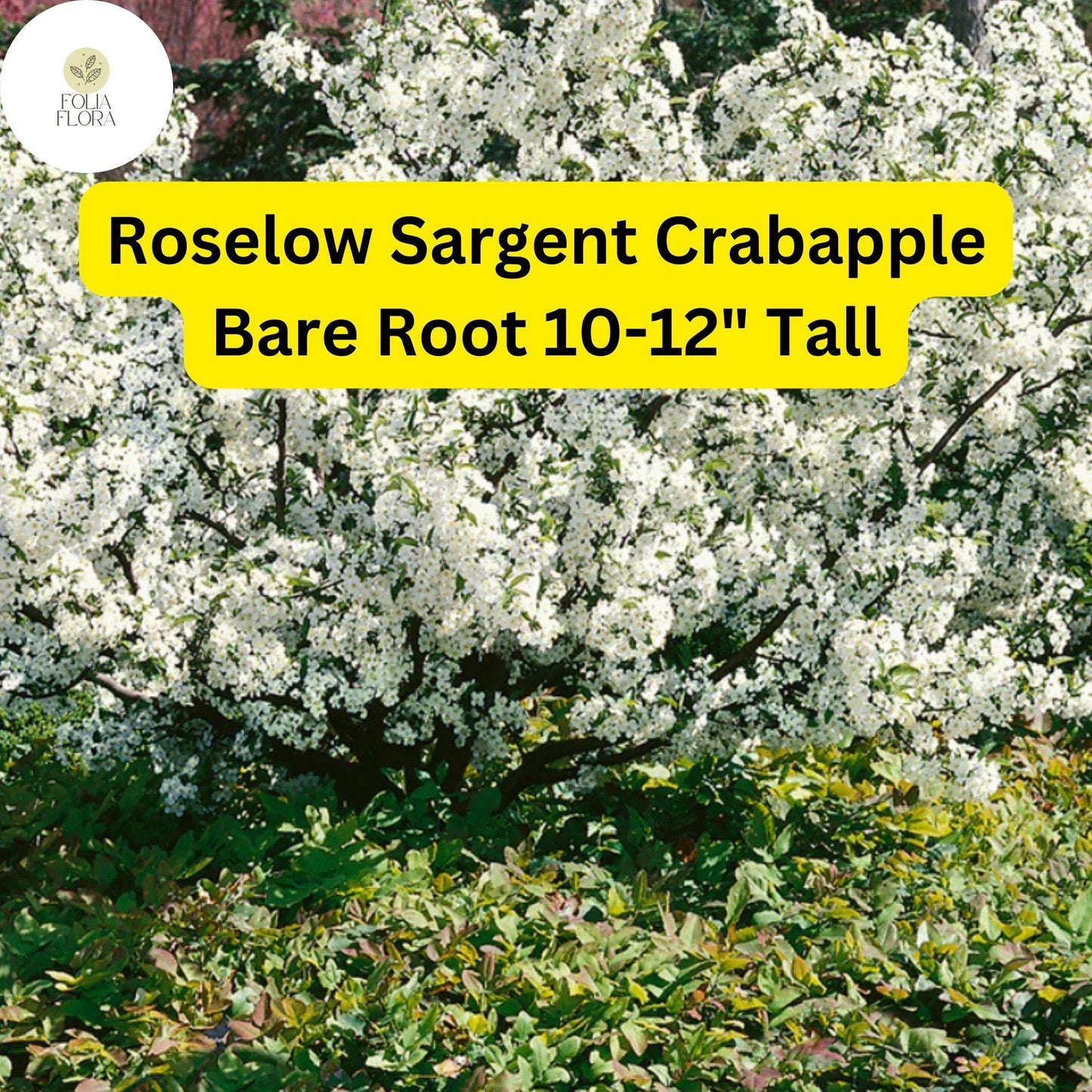 Roselow Sargent Crabapple Tree (Malus sargentii) Live Bare Root 10-12" - Ornamental Flowering Tree