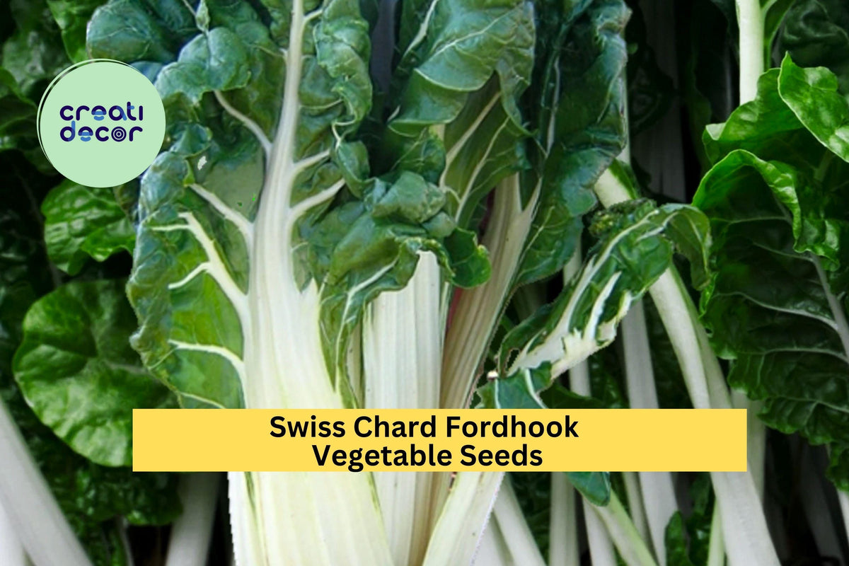 Swiss Chard Seeds 3pcs 1g Fordhook Dark Green Leafy Greens Beta vulgaris var. cicla Cold-Hardy Vegetable Seeds for Planting