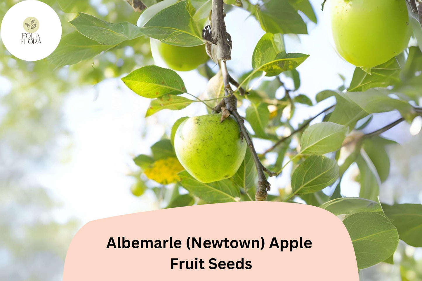 25+ Albemarle (Newtown) Apple Seeds | Heirloom Green Apple | Malus domestica | Crisp & Tart Flavor