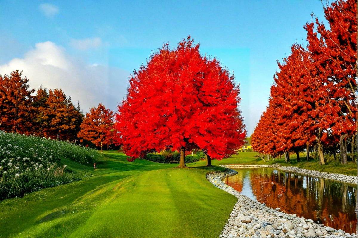 Red Maple Trees - 2 Live Trees 18" Tall - Acer rubrum - Vibrant Fall Color, Deciduous Ornamental Tree for Landscapes