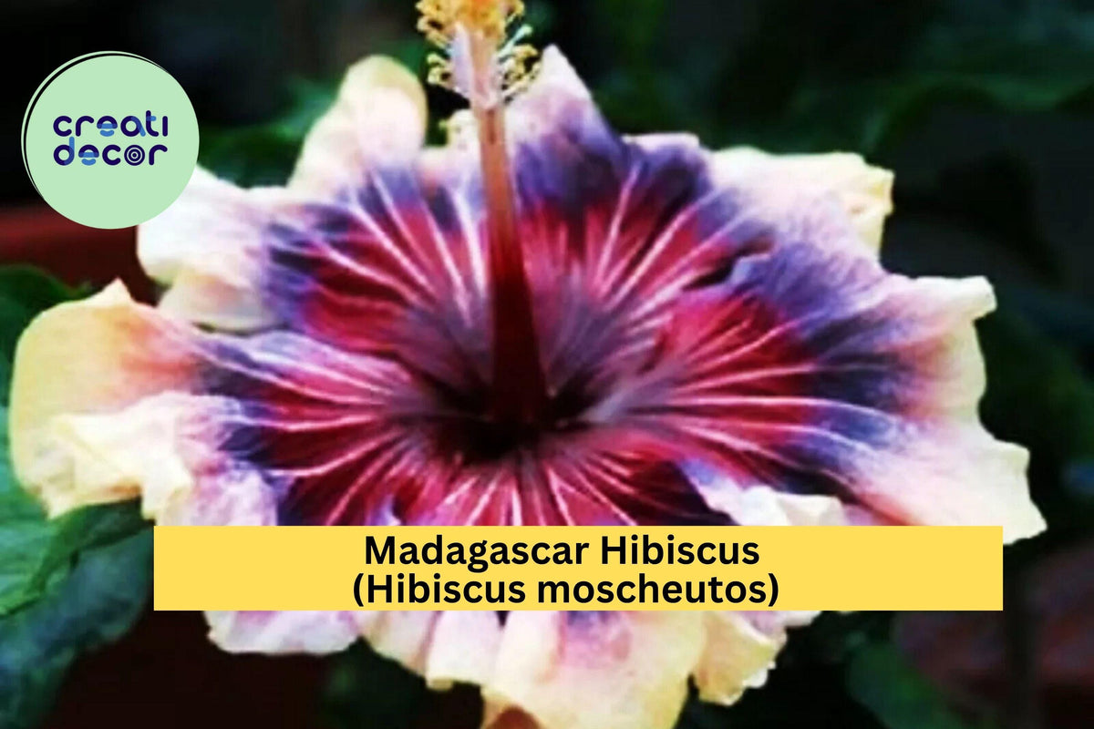 Madagascar Hibiscus Plant – Live Starter Mallow – Hardy Perennial with Large Blooms – Hibiscus moscheutos – Pink/Red/White