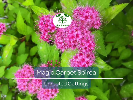 10 Magic Carpet Spirea Unrooted Cuttings 6-8" | Easy to Grow Colorful Shrub for Zones 4-8