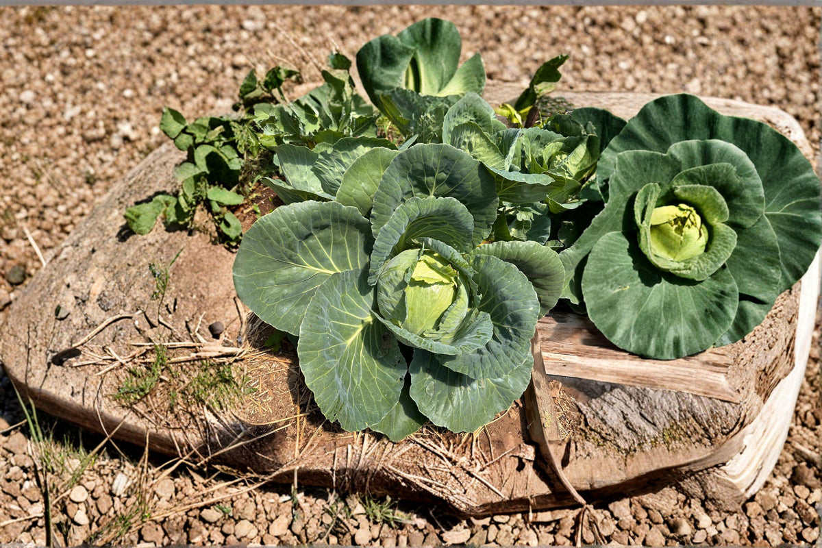 Cabbage Seeds - 250 Heirloom Early Jersey Wakefield - Sweet Tender Leaves - Brassica oleracea var. capitata - Early Maturity