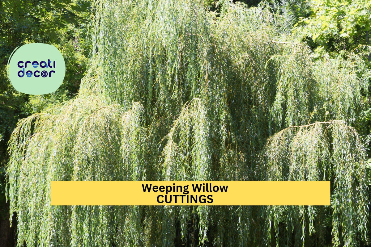 5 Weeping Willow Trees Salix Babylonica Bare Root 14-24" Fast Growing Landscape Trees