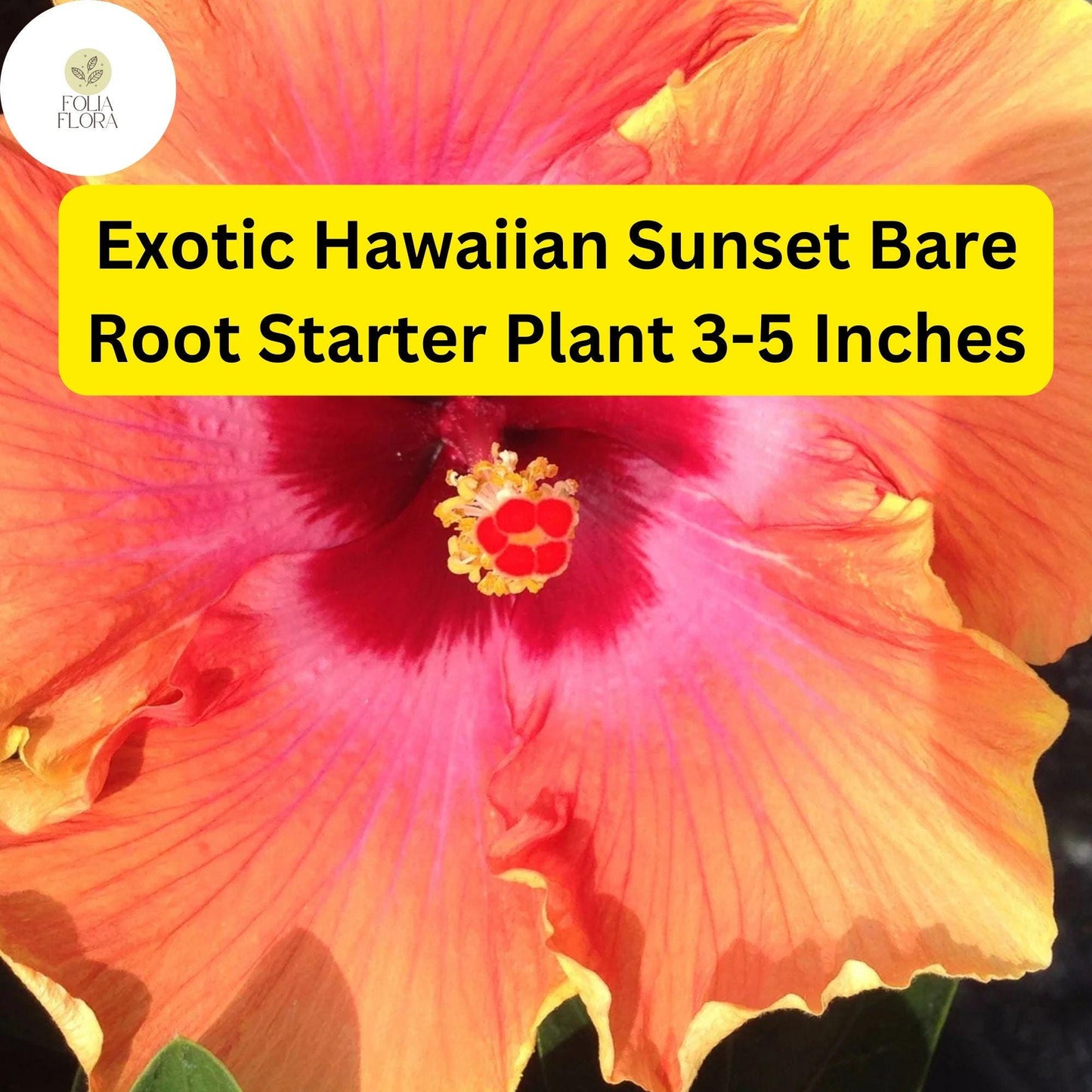 Hibiscus rosa-sinensis 'Hawaiian Sunset Fiesta' - Exotic Tropical Hibiscus Bare Root Starter Plant