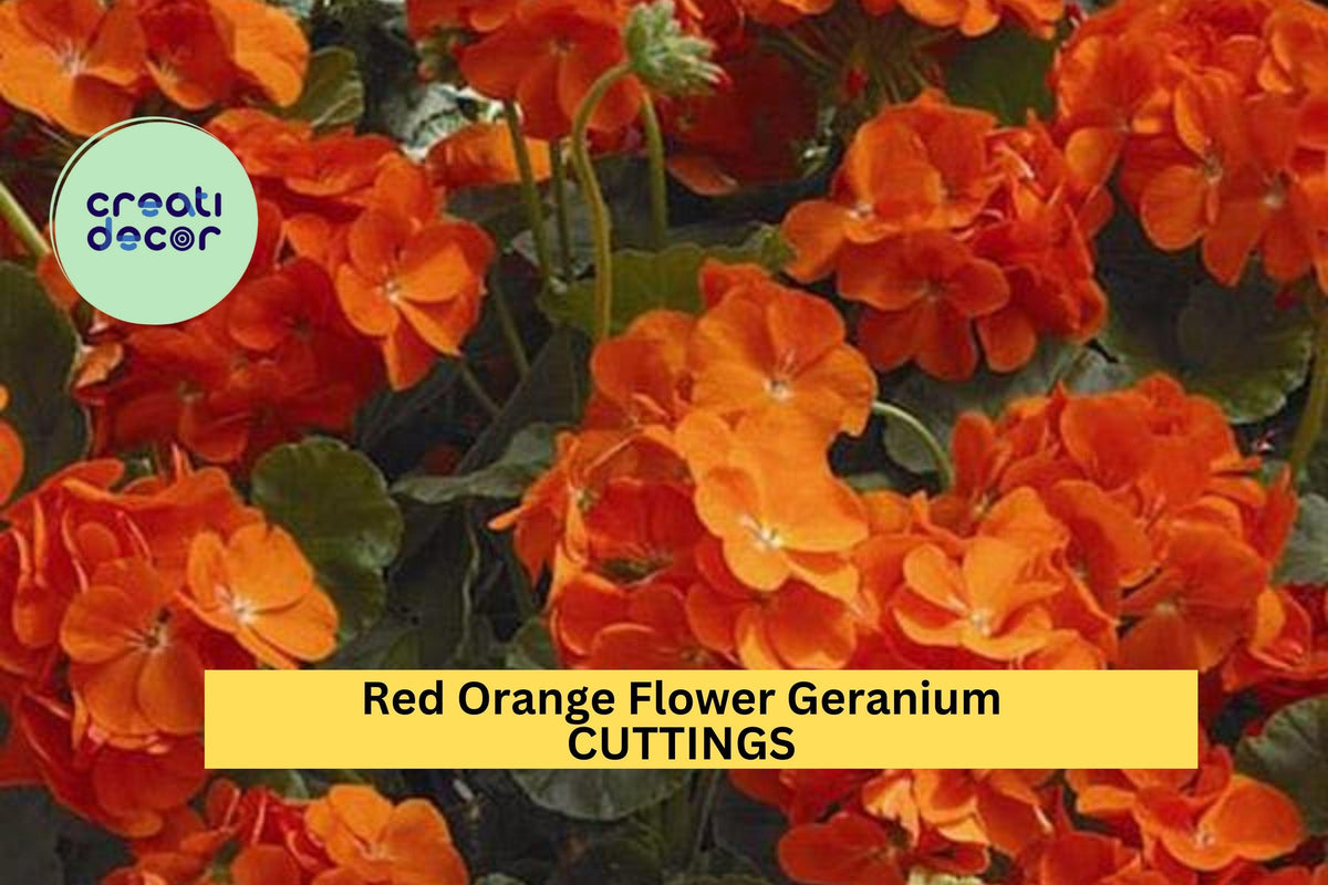 5 Hardy Red-Orange Geranium Cuttings – 6" Fresh Fragrant Stems for Planting in Pots, Beds, or Borders