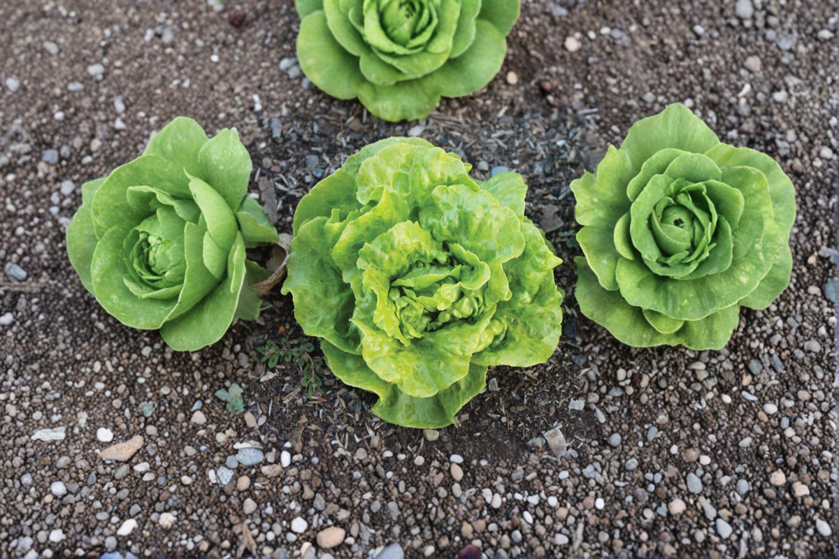 Tom Thumb Butterhead Lettuce Seeds - 700 Heirloom Seeds for Container Gardening - Lactuca sativa - Compact Mini Lettuce