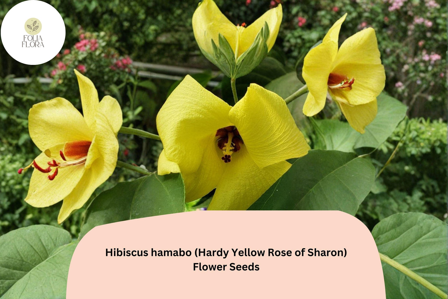 Hardy Yellow Rose of Sharon Seeds – 10 Hibiscus hamabo for Ornamental Gardens