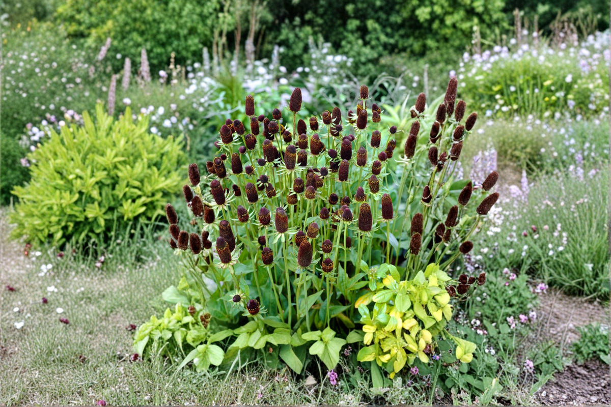 Western Coneflower Seeds - 75 Pack - Rudbeckia occidentalis - Native Perennial - Dark Cone - Pollinator Friendly Wildflower