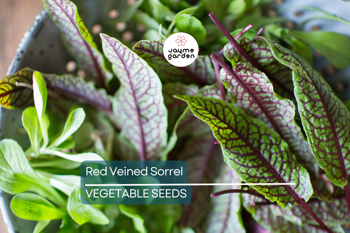 Red Veined Sorrel Seeds - 500 Heirloom Non-GMO Rumex sanguineus - Tangy Greens for Salads & Edible Landscape Gardening