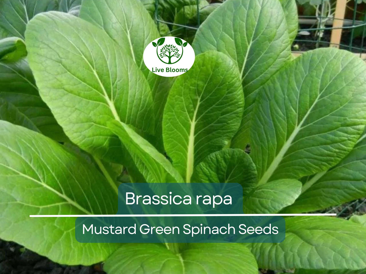 300 Seeds Mustard Green Spinach Komatsuna Tendergreen (Brassica rapa) - Fast Growing, Nutrient-Rich Organic Greens for Planting