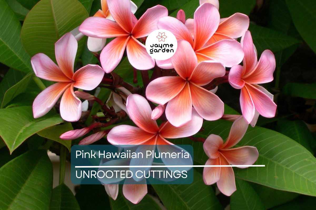 Pink Hawaiian Plumeria Cutting - Tropical Frangipani, No Roots, Plumeria rubra, Fresh Cutting for Easy Garden Planting