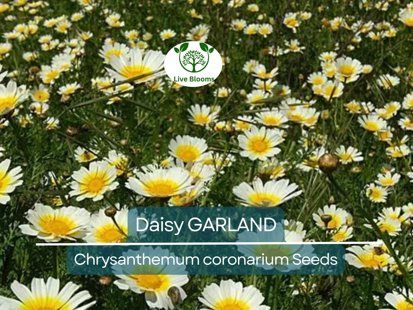 1000 Garland Daisy Seeds - Edible Chrysanthemum Leaves | Non-GMO Shungiku Herb Flower