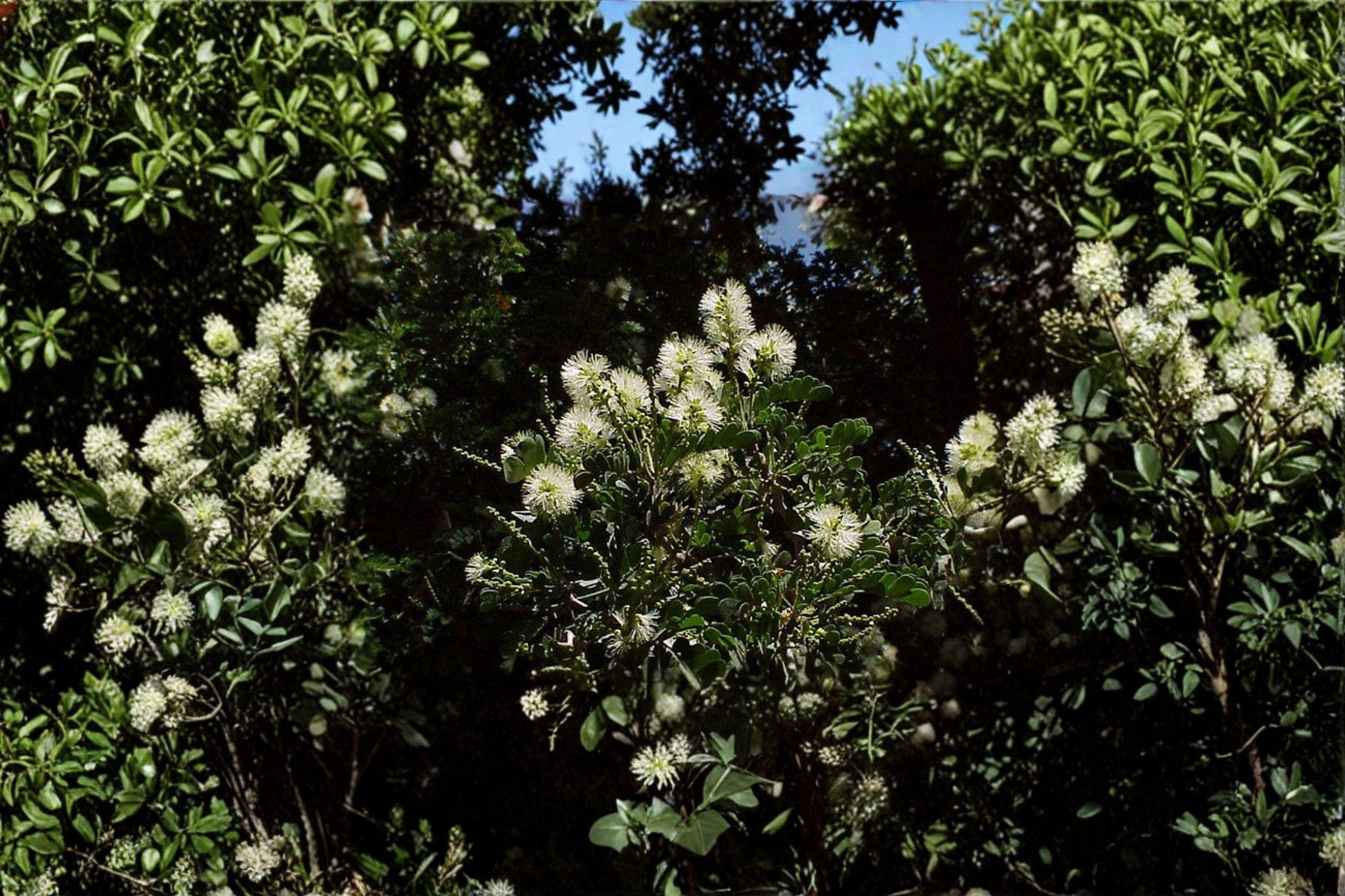 Texas Ebony Seeds – Drought Tolerant Native Tree, Bonsai Potential, Pithecellobium flexicaule, Ornamental Shrub, Wildlife Garden