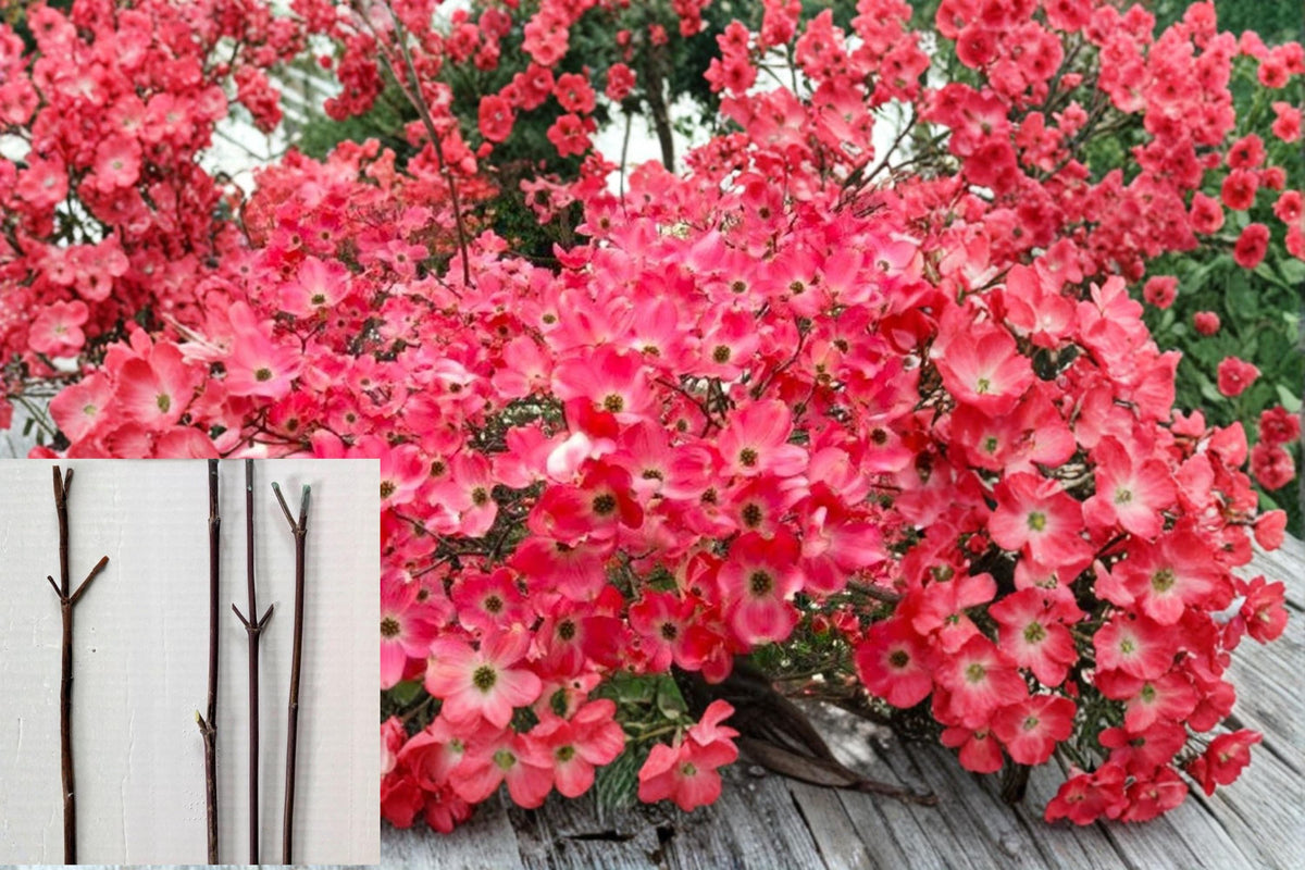 Red Flowering Dogwood Cuttings 3 Pack 8-10" Cornus florida Unrooted Ornamental Tree Propagation Material