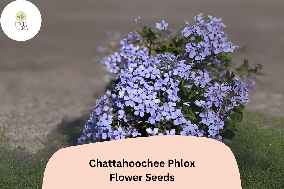 Chattahoochee Phlox Seeds - 100+ Lavender Annual Flower Seeds with Dark Eye | Phlox drummondii for Gardens and Containers