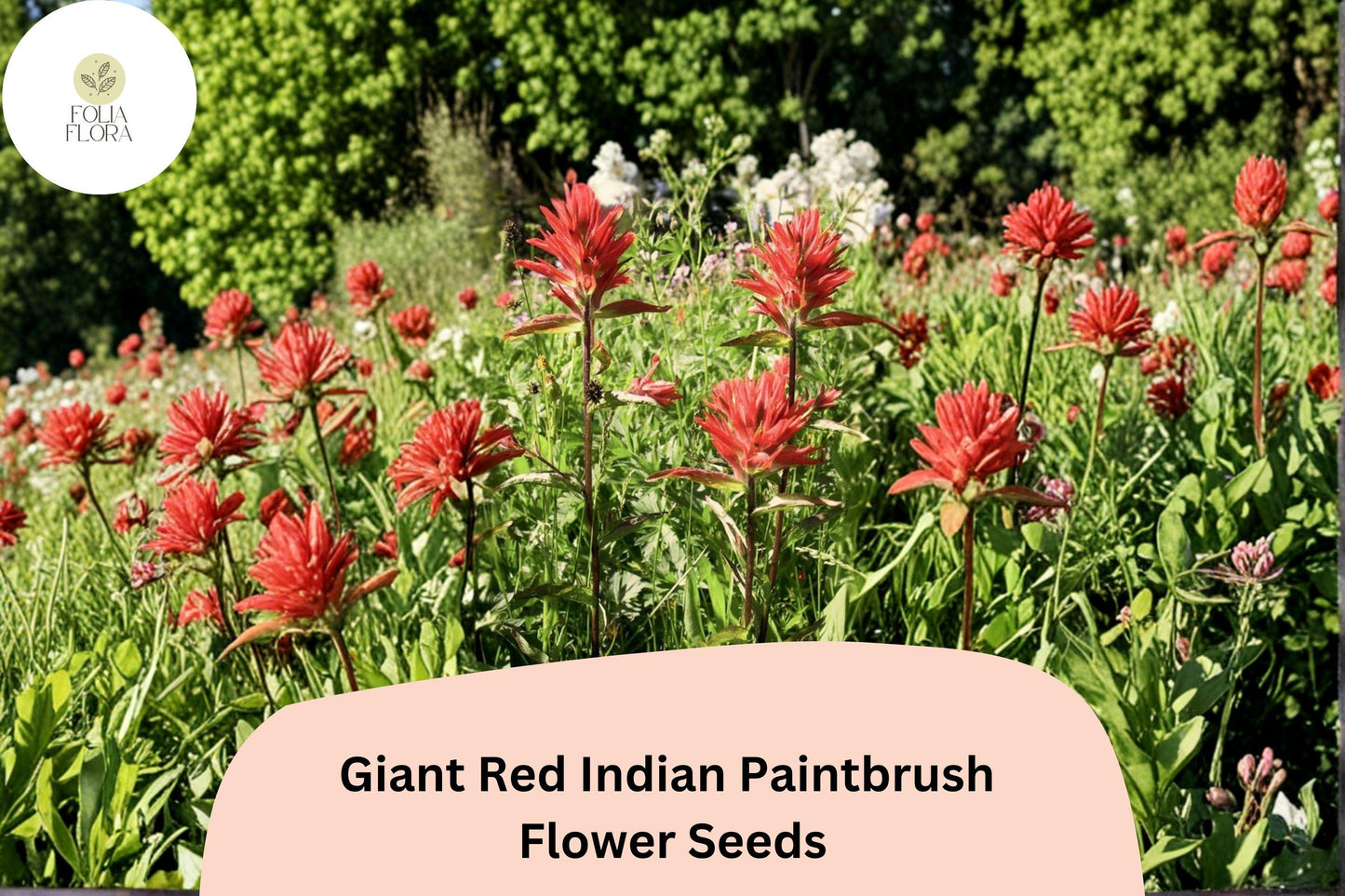 300 Castilleja miniata Seeds | Giant Red Indian Paintbrush Native Wildflower for Pollinator Gardens