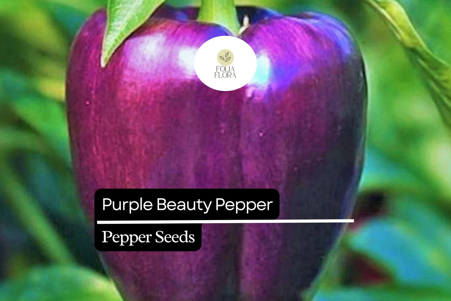 25 Purple Beauty Pepper Seeds – Sweet Bell Pepper with Vibrant Purple Color, Non-GMO, High Yield