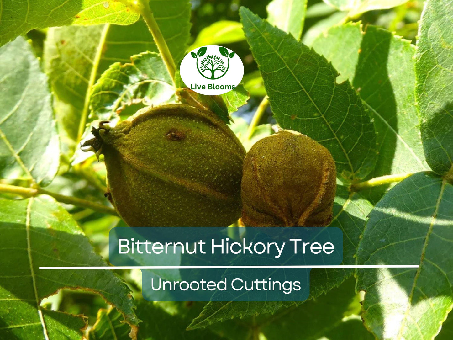 8 Bitternut Hickory Tree Live Cuttings (Carya cordiformis) 8" Long Native North American Hardy Tree for Landscaping