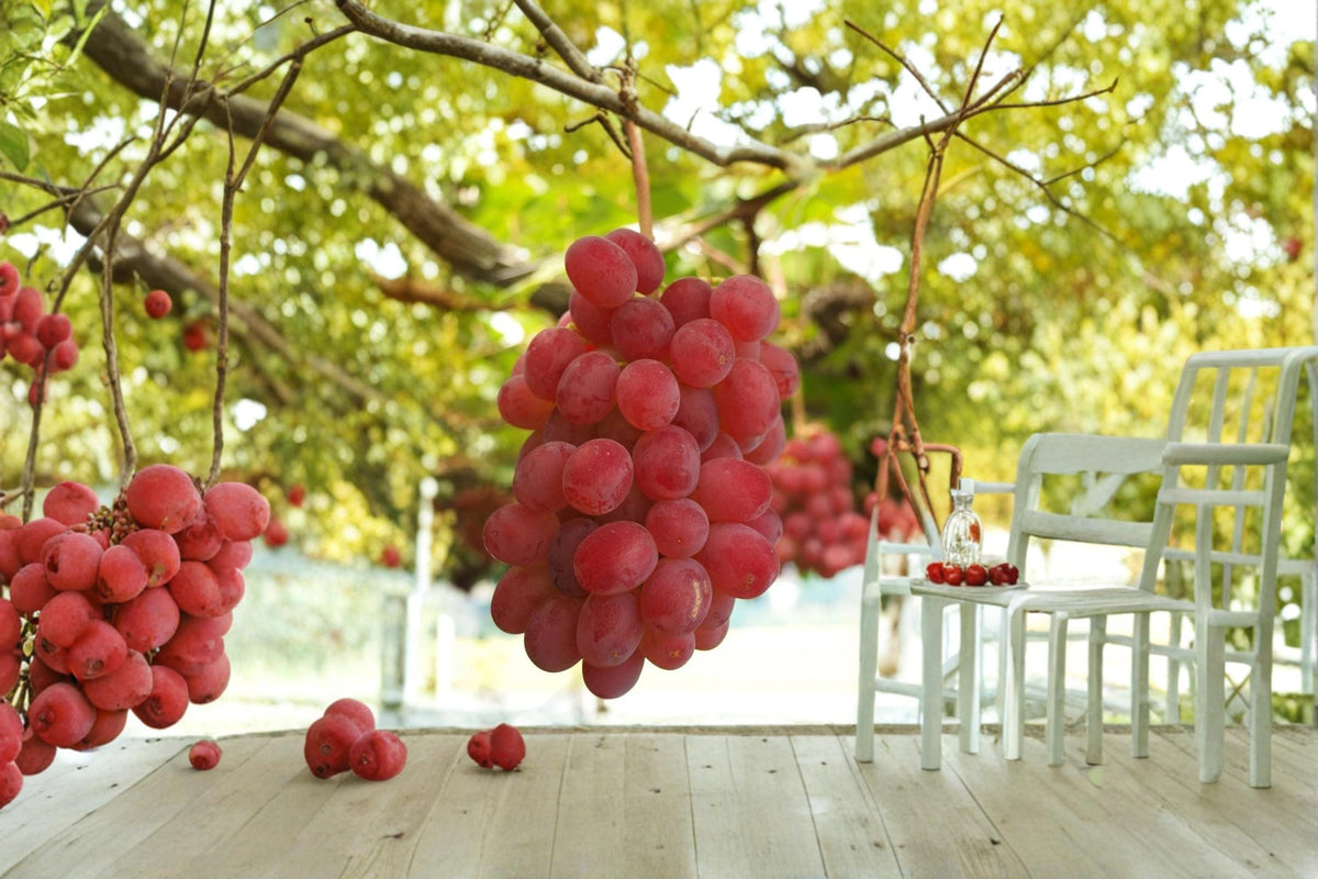 Kaiji Grape Vine Live Plant 1-2 FT Sweet Table Grapes Vitis vinifera Fruiting Climbing Vine for Garden Trellis