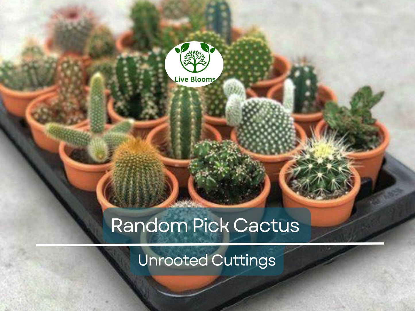 Lot of 10 Assorted Unrooted Cactus Cuttings Bundle for Propagation & Succulent Collection