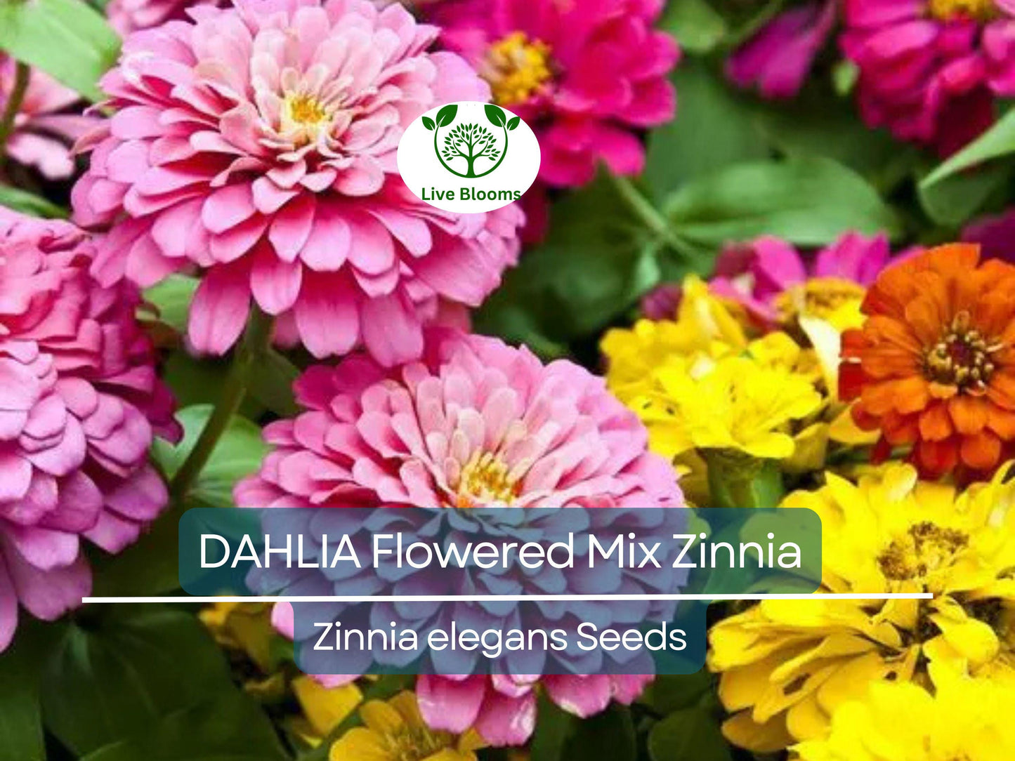 200 Zinnia elegans Dahlia Flowered Mix Seeds - Non-GMO, Vibrant Pollinator Flowers for Garden Blooms