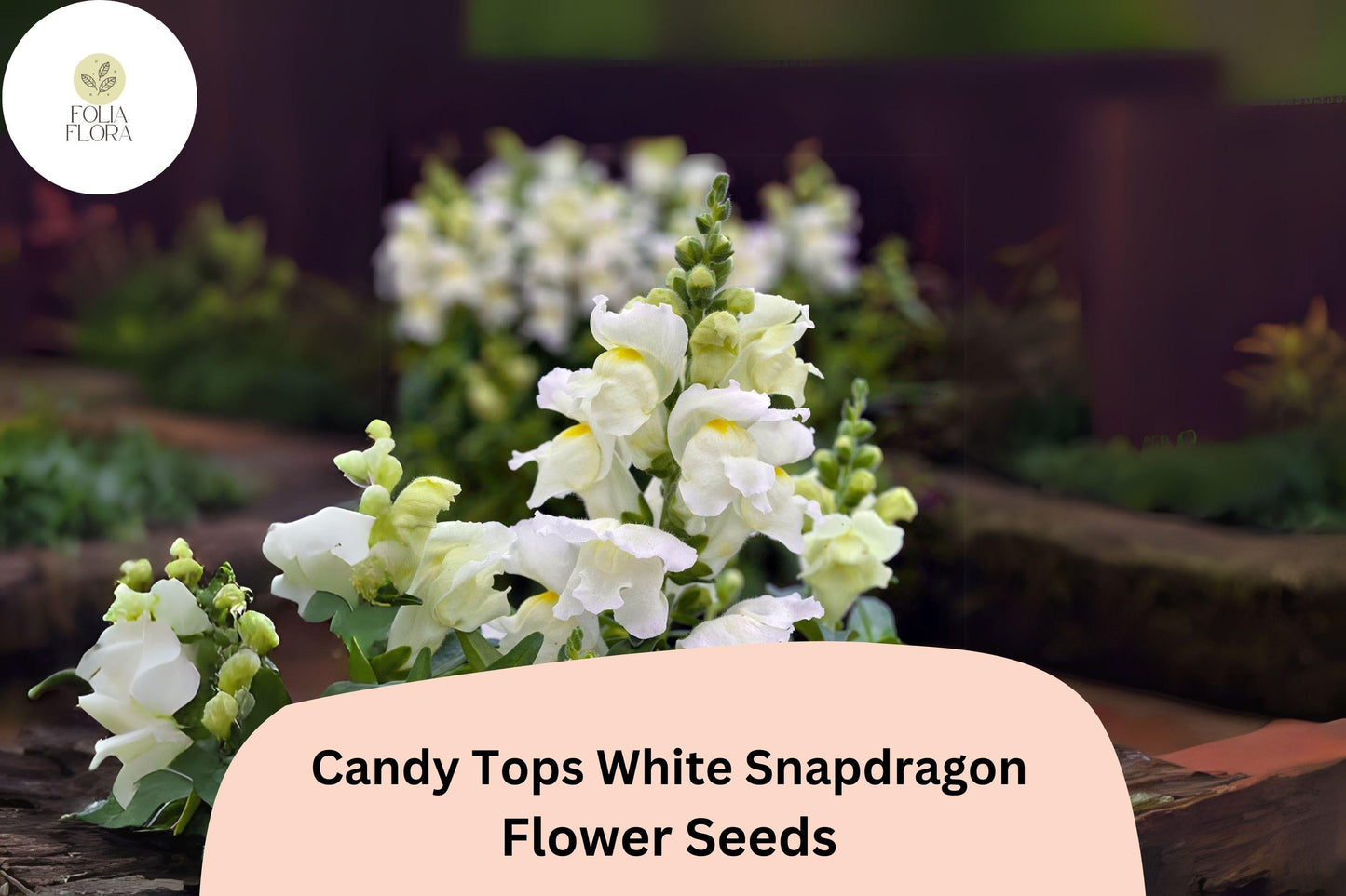 Candy Tops White Snapdragon Seeds - 1000+ Pure White Blooms, Compact & Pollinator-Friendly