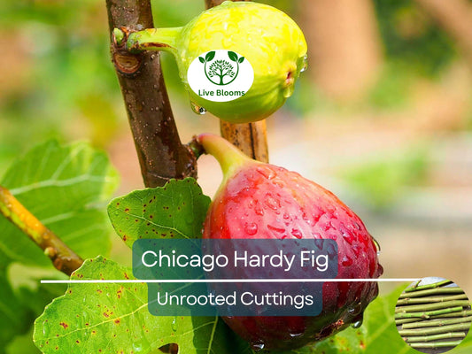 10 Chicago Hardy Fig Tree Scion Cuttings - Cold-Hardy Ficus carica for Rooting or Grafting
