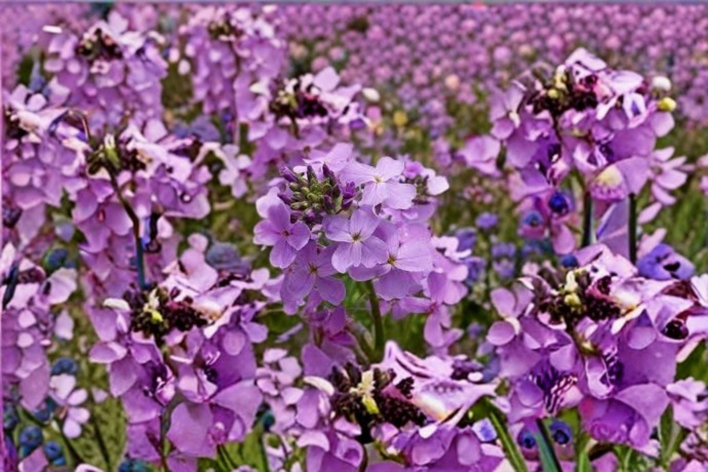 Dames Rocket Seeds – Hesperis matronalis – Fragrant Spring Flower – Cottage Garden Plant – Invasive Warning