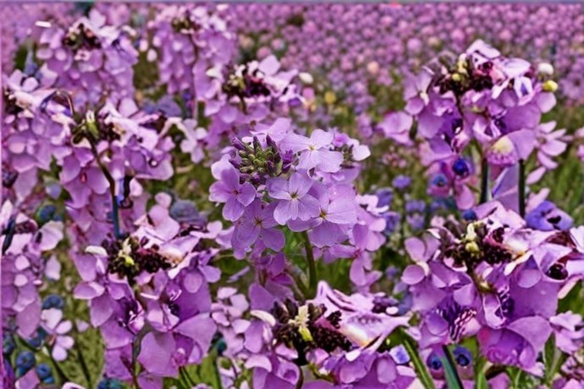 Dames Rocket Seeds – Hesperis matronalis – Fragrant Spring Flower – Cottage Garden Plant – Invasive Warning