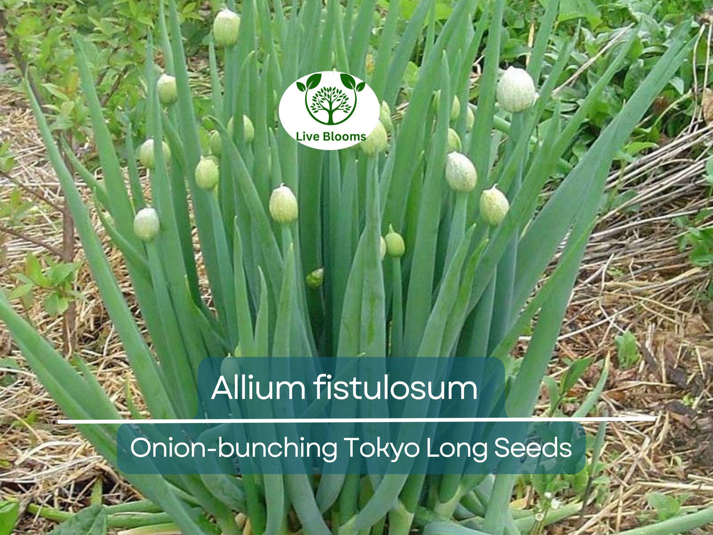 250 Seeds Onion Bunching Tokyo Long (Allium fistulosum) - Sweet Mild Green Onions for Spring & Fall Gardens