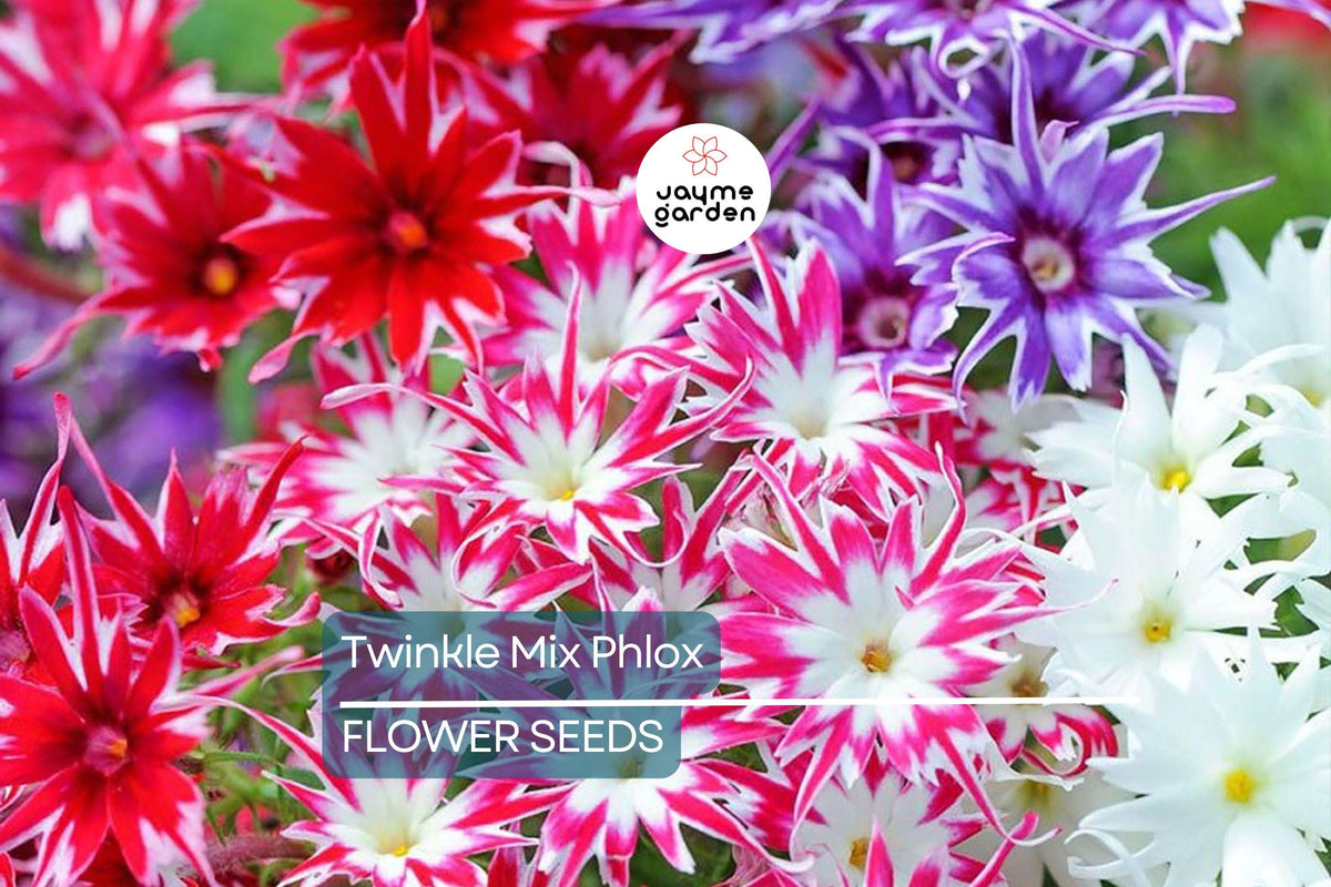 Twinkle Mix Phlox Seeds - 50+ Star-Shaped Flowers in Pink, Red, Purple, White - Phlox drummondii - Annual Pollinator Garden Seeds