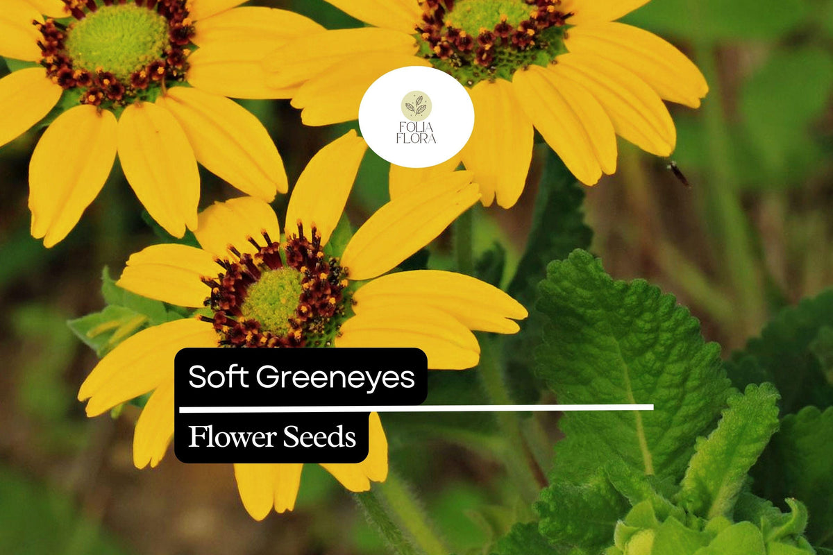 Soft Greeneyes Seeds | 15 Pack | Chocolate Daisy | Berlandiera betonicifolia | Fragrant, Pollinator-Friendly, Drought-Tolerant