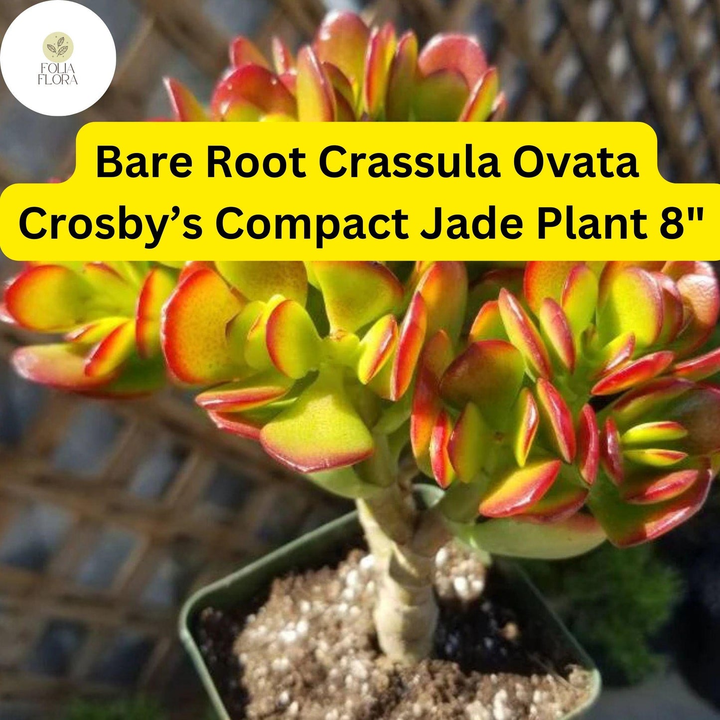 Crassula Ovata ‘Crosby’s Compact’ Dwarf Jade Plant – 8" Bare Root Succulent, Low-Maintenance Indoor/Outdoor Houseplant