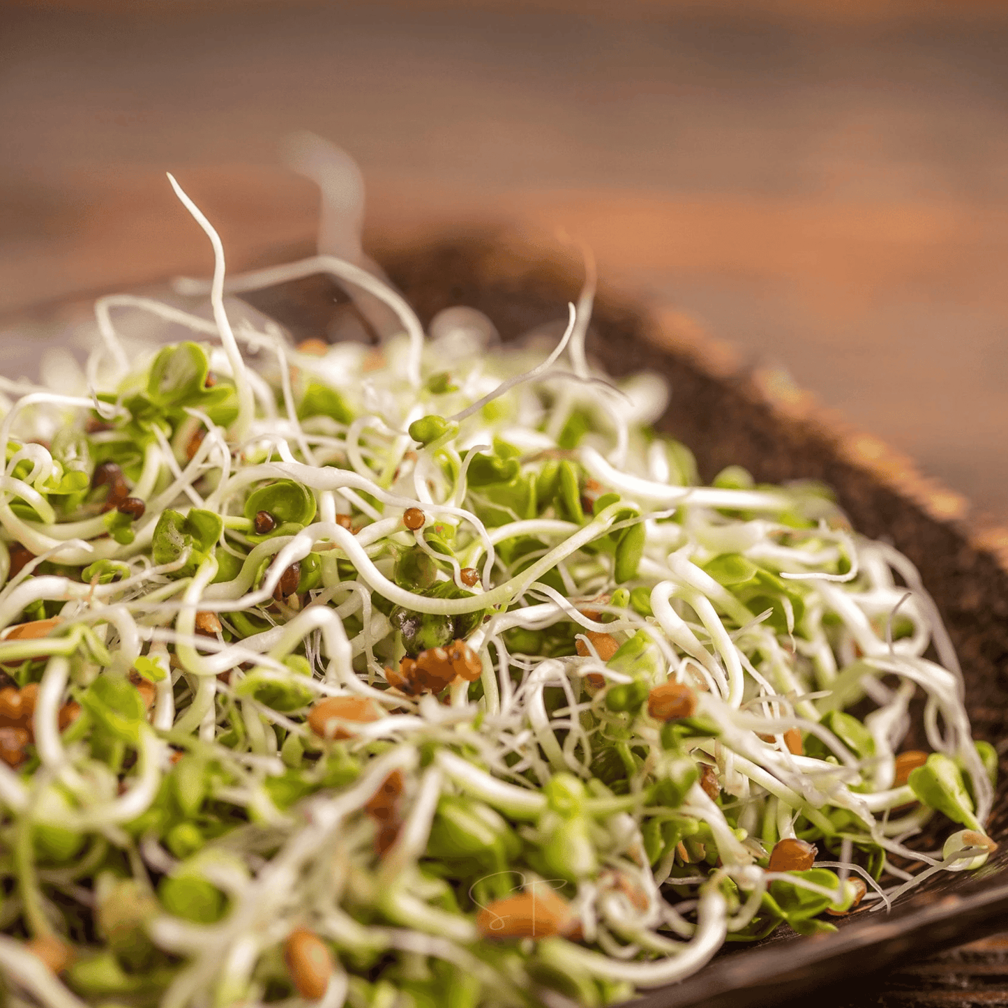 5 Part Salad Sprout Mix Seeds – 1,000 Non-GMO Sprouting Seeds for Indoor Kitchen Garden, Fresh Nutritious Sprouts