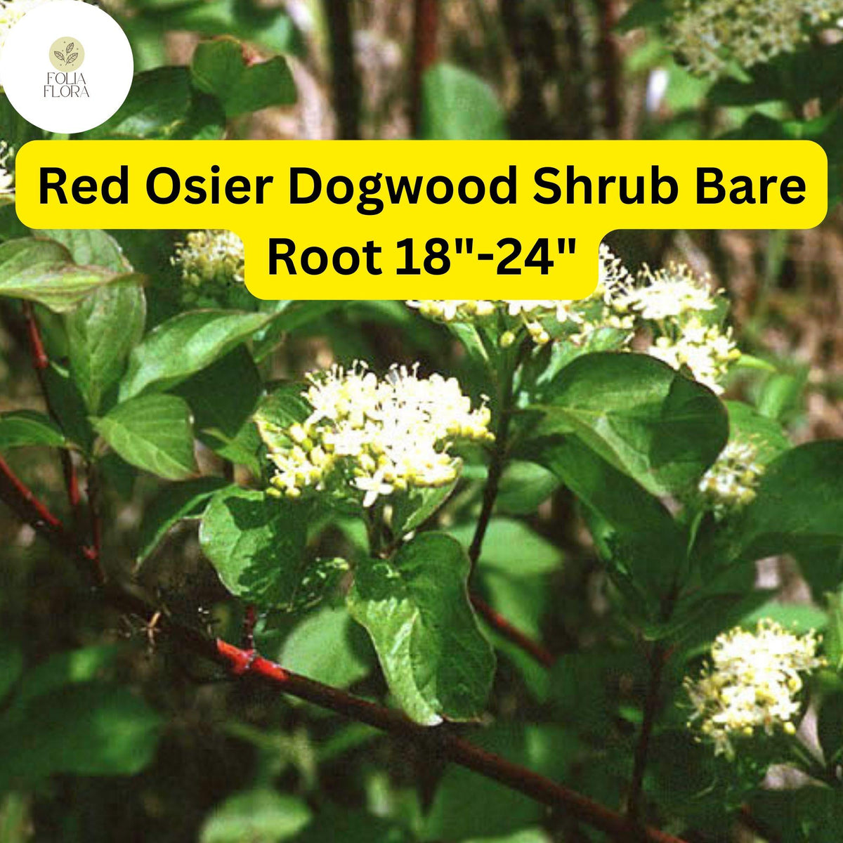 Red Osier Dogwood Shrub - Live Bare Root Plant 18"-24" - Cornus sericea - Bright Red Stems, Erosion Control, Zones 3-8