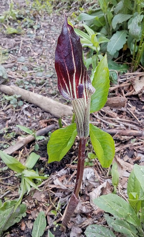 Arisaema triphyllum Seeds – Jack-in-the-Pulpit Woodland Wildflower, Non-GMO, Shade Garden Native Plant, Perennial Seed Pack