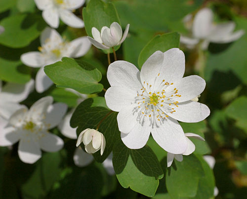 3 Rue Anemone (Anemonella thalictroides) Bare Root Plants | Native Woodland Perennial Windflower Mix