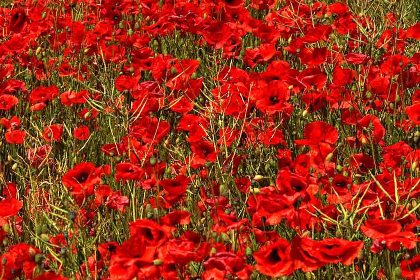 3000 Red Corn Poppy Seeds Papaver Rhoeas Bright Red Blooms Flower Garden Seeds