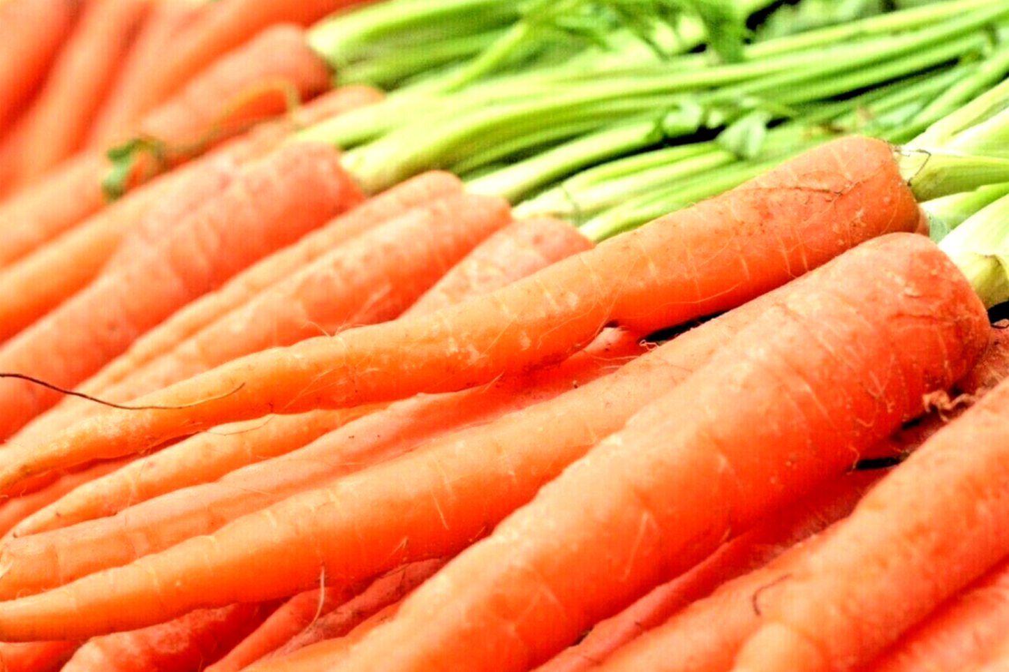Imperator Carrot Seeds - Heirloom, Non-GMO, All-America Selections, Daucus carota, Root Vegetable, Garden Seeds