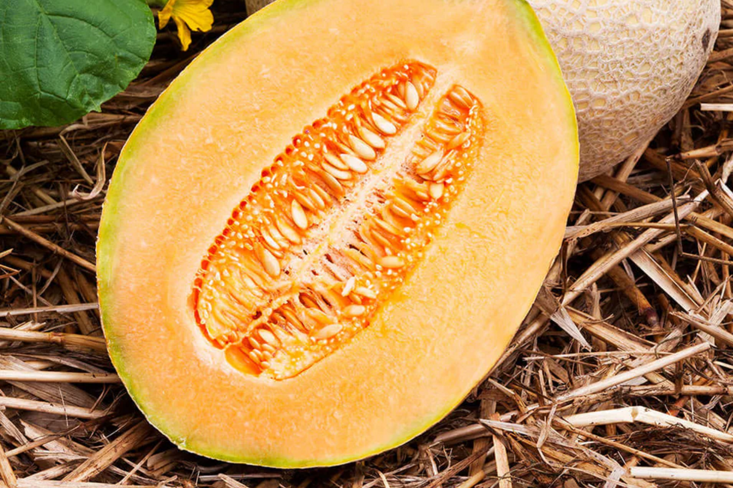 Hales Best Jumbo Cantaloupe Seeds – Heirloom Non-GMO Melon Seeds for Home Garden, Sweet & Juicy Cucumis melo